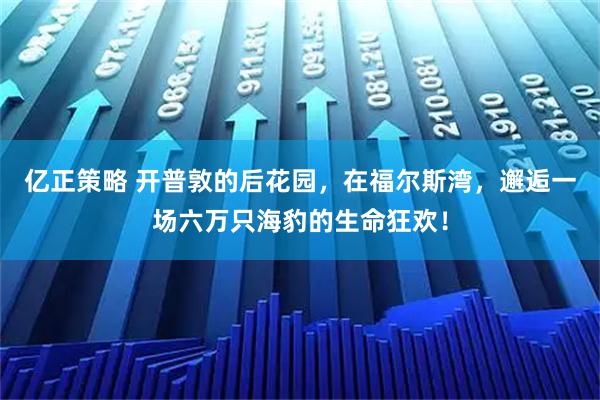 亿正策略 开普敦的后花园，在福尔斯湾，邂逅一场六万只海豹的生命狂欢！