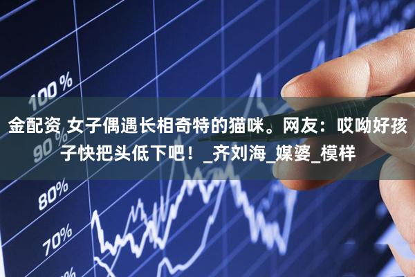 金配资 女子偶遇长相奇特的猫咪。网友：哎呦好孩子快把头低下吧！_齐刘海_媒婆_模样